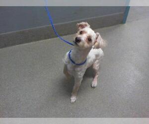 Poodle (Miniature)-Unknown Mix Dogs for adoption in Las Vegas, NV, USA