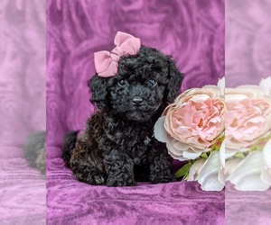 Poovanese Puppy for sale in LEOLA, PA, USA