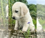 Small Photo #12 English Cream Golden Retriever Puppy For Sale in PROSPECT, VA, USA