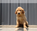Small Photo #15 Golden Retriever Puppy For Sale in BLOOMINGTON, IN, USA