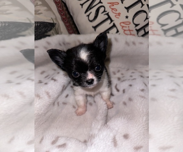 Medium Photo #1 Chihuahua Puppy For Sale in NEW BEDFORD, MA, USA