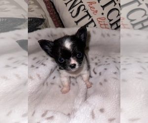 Chihuahua Puppy for Sale in NEW BEDFORD, Massachusetts USA