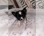 Small Photo #1 Chihuahua Puppy For Sale in NEW BEDFORD, MA, USA