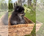 Small #5 Pomeranian