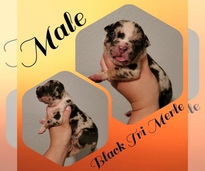American Bully Puppy for Sale in DETROIT, Michigan USA