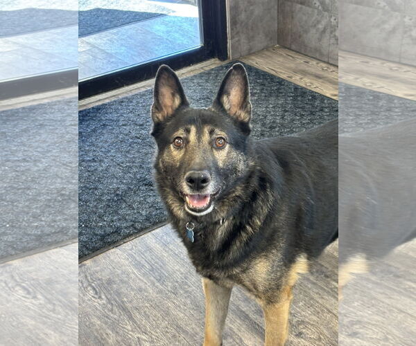 Medium Photo #3 German Shepherd Dog-Unknown Mix Puppy For Sale in Plainfield, IL, USA