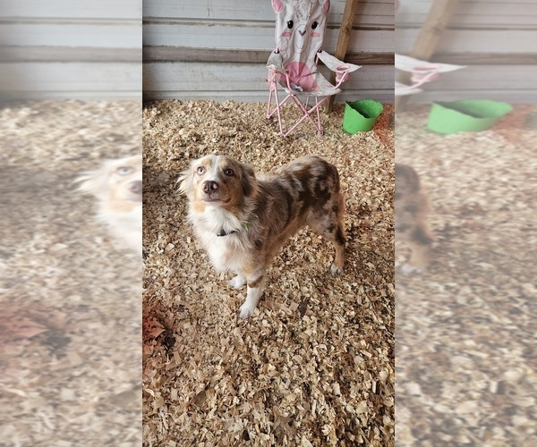 Medium Photo #1 Aussie-Poo Puppy For Sale in MOUNT OLIVE, NC, USA