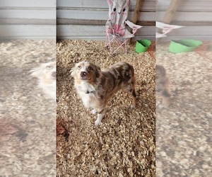 Mother of the Aussie-Poo puppies born on 11/19/2025