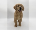 Small Photo #8 Golden Retriever Puppy For Sale in OCALA, FL, USA