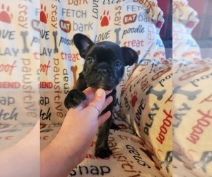 French Bulldog Puppy for sale in BEAVER DAM, WI, USA