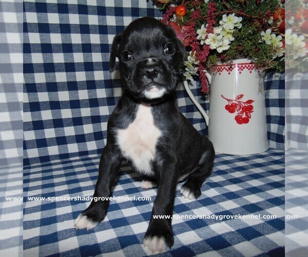 Medium Photo #5 Boxer Puppy For Sale in CABOOL, MO, USA