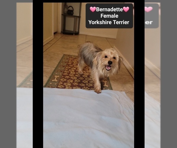 Medium Photo #2 Yorkshire Terrier Puppy For Sale in TUCSON, AZ, USA