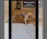 Bernadette - Female Yorkshire Terrier Puppy for Sale - Photo #2