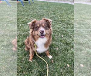 Father of the Australian Shepherd puppies born on 05/31/2025