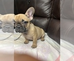 Small Photo #18 French Bulldog Puppy For Sale in CHESAPEAKE, VA, USA