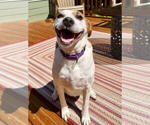 Boochie TX - Female Mutt Dog for Adoption - Photo #23