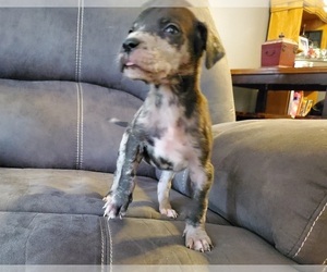 Great Dane Puppy for sale in SALEM, VA, USA