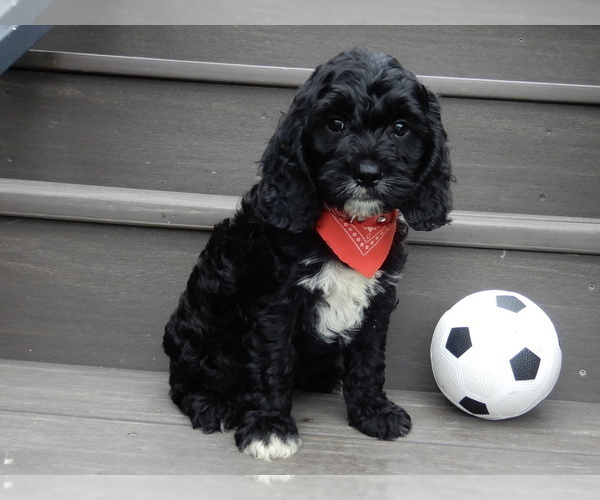 Medium Photo #6 Cockapoo Puppy For Sale in MILLERSBURG, OH, USA