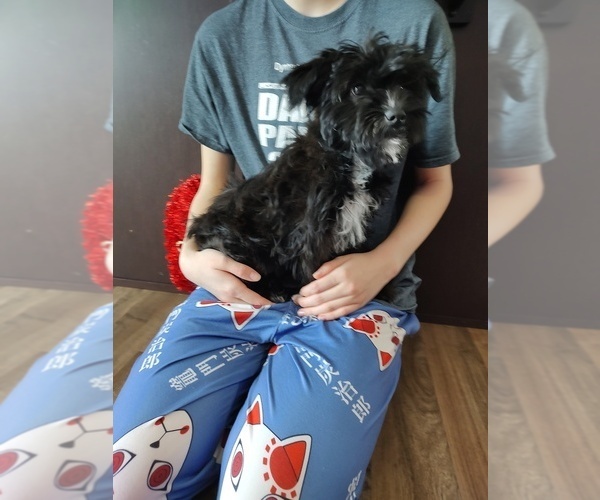 Medium Photo #10 Yorkshire Terrier Puppy For Sale in LAPEER, MI, USA