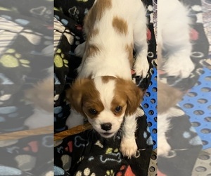 Medium Cavalier King Charles Spaniel