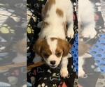 Puppy Blenheim female Cavalier King Charles Spaniel