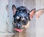 Small #1 French Bulldog