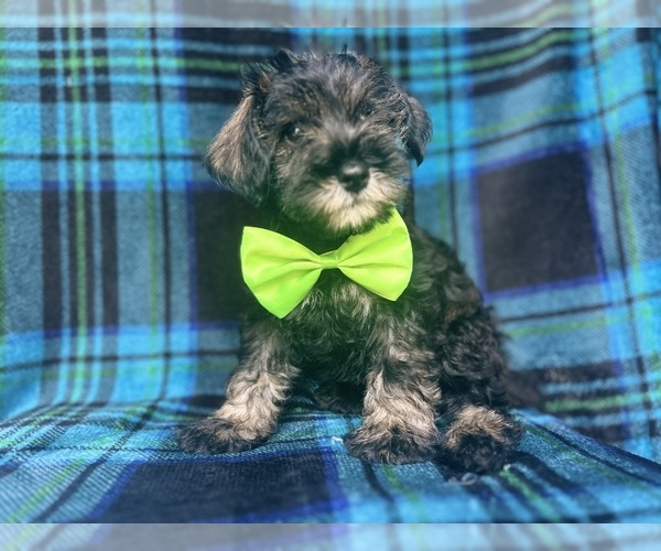 Medium Photo #5 Schnauzer (Miniature) Puppy For Sale in LAKELAND, FL, USA