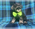 Small #4 Schnauzer (Miniature)