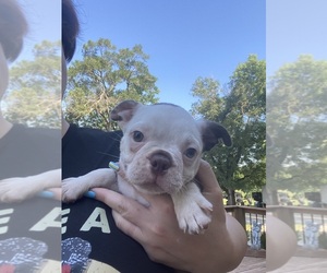 Boston Terrier Puppy for sale in FREDONIA, KS, USA