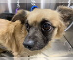 Small Photo #8 Cairanian Puppy For Sale in Lewistown, PA, USA
