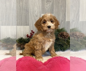 Cockapoo Puppy for sale in CANOGA, NY, USA