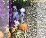 Puppy 2 Cavalier King Charles Spaniel