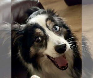 Australian Shepherd Dogs for adoption in Dallas, TX, USA