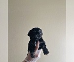 Small Photo #7 Shih Tzu Puppy For Sale in EL PASO, TX, USA