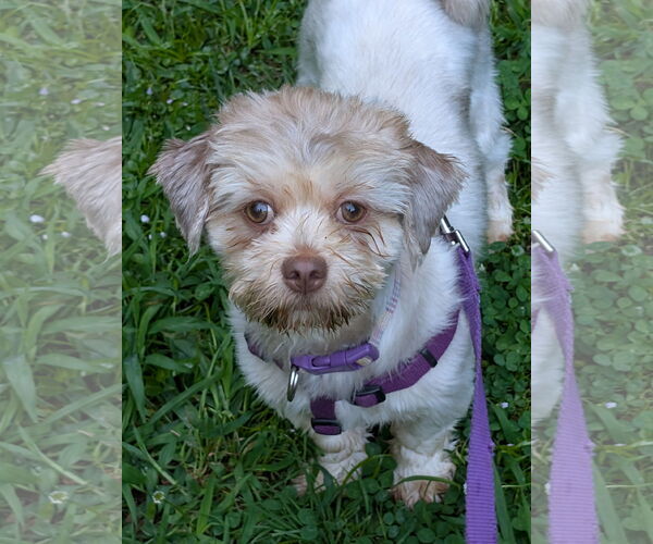 Medium Photo #5 Havashu Puppy For Sale in Greensboro, NC, USA