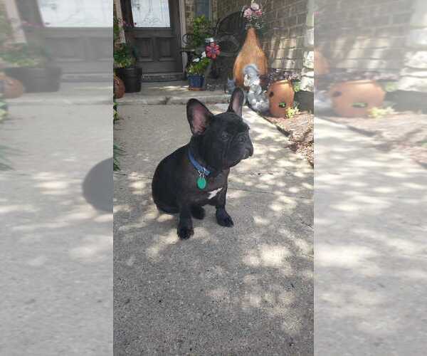 Medium Photo #3 French Bulldog Puppy For Sale in TERRELL, TX, USA