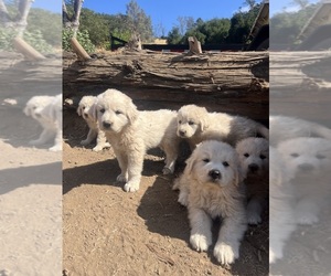 Great Pyrenees Puppy for Sale in CALISTOGA, California USA