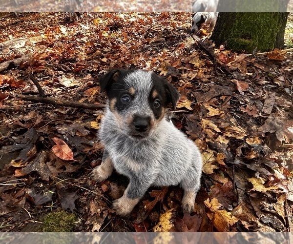 Medium Photo #1 Australian Cattle Dog Puppy For Sale in OREGON HOUSE, CA, USA
