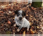 Puppy Bingo Australian Cattle Dog