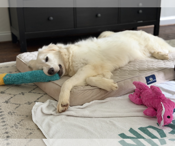 Medium Photo #5 Great Pyrenees Puppy For Sale in Dallas, TX, USA