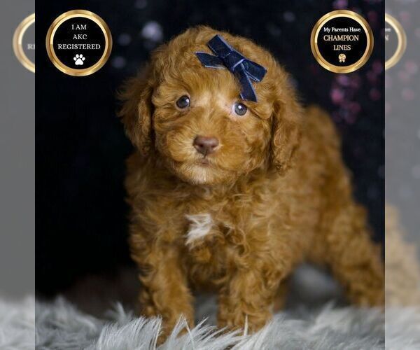 Medium Photo #1 Poodle (Toy) Puppy For Sale in WARSAW, IN, USA
