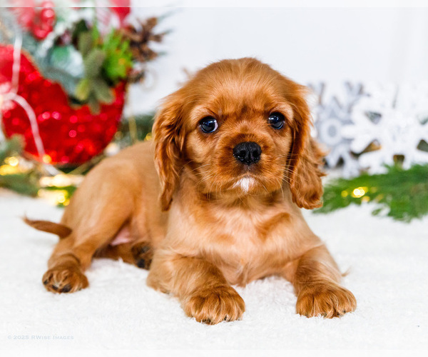 Medium Photo #69 Cavalier King Charles Spaniel Puppy For Sale in WAKARUSA, IN, USA