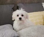 Small Photo #3 Maltese Puppy For Sale in MOORESVILLE, NC, USA