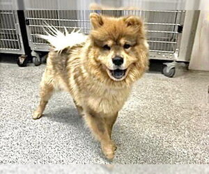 Chow Chow Dogs for adoption in Houston, TX, USA