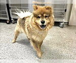 Small Chow Chow