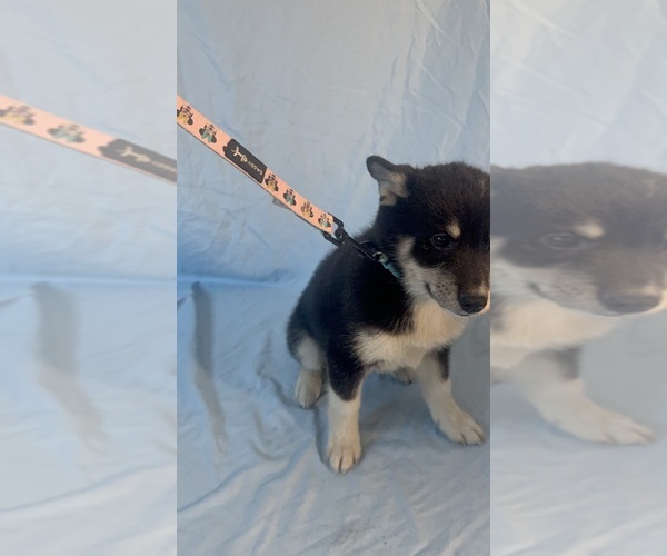Medium Photo #7 Pomsky-Shiba Inu Mix Puppy For Sale in NASHUA, NH, USA