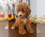 Havapoo puppies - Male Havapoo Puppy for Sale - Photo #32