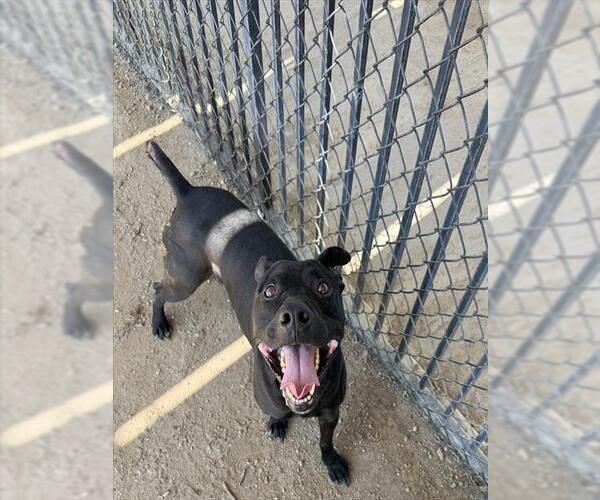Medium Photo #2 Mutt Puppy For Sale in Riverside, CA, USA