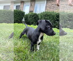 Small #1 Mutt