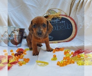 Dachshund Puppy for Sale in LADY LAKE, Florida USA